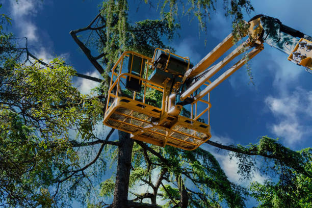 How Our Tree Care Process Works  in  Hornsby Bend, TX